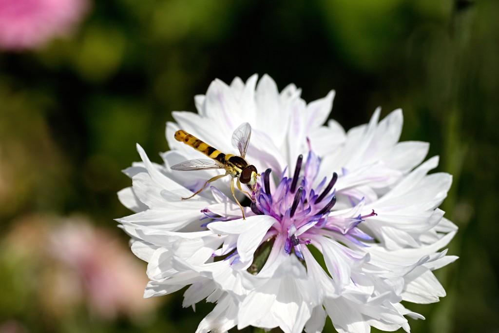 akkerranden akkerrand bloem bloemen flora hdr polder gewas landbouw biodiversiteit landschap cannabis wiet marihuana hasj hennep